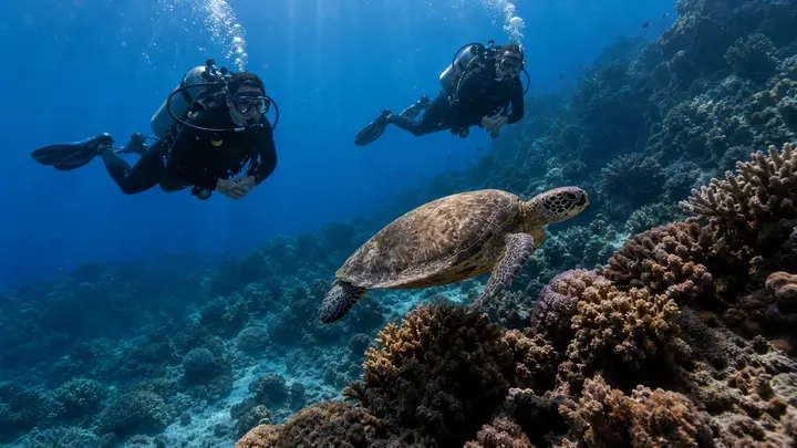 Two scuba divers observing a sea turtle gliding above a coral reef.